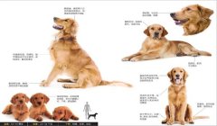 如何成为三角洲的寻血猎犬(在哪里可以加入三角洲的寻血猎犬?)